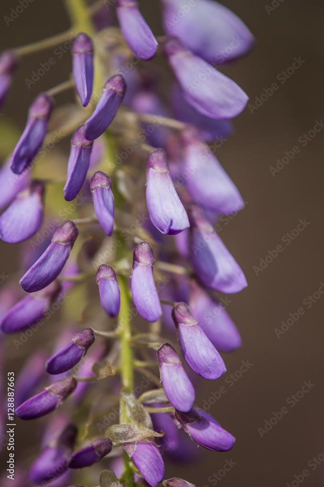 Naklejka premium Wysteria #3