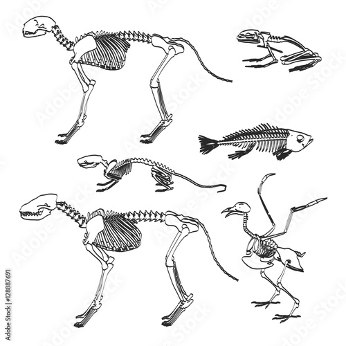 2d cartoon illustration of animal skeletons