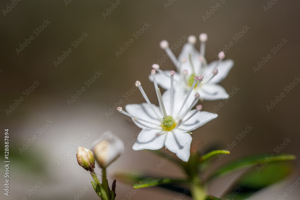 Obraz premium White Pair