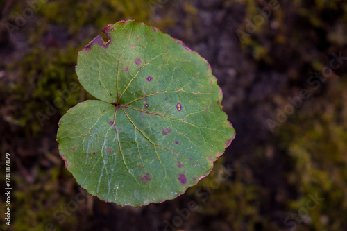 Galax Leaf