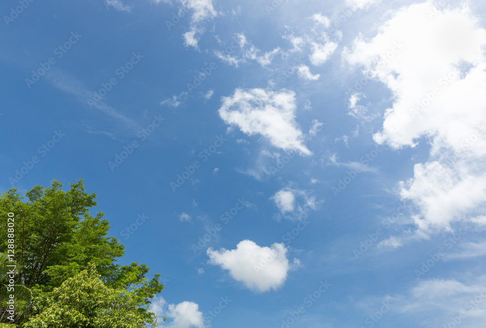 Top of Terminalia Ivorensis Chev tree with sun light on blue sky background Top of Terminalia Ivorensis Chev tree with sun light on blue sky background