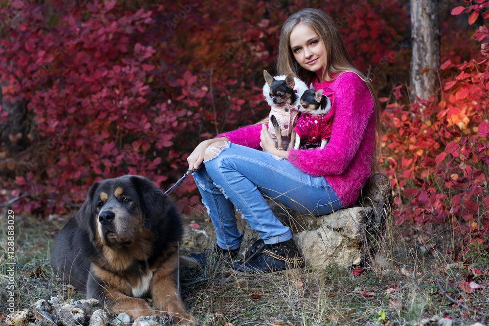 Pretty girl with two chihuahua dogs and mastiff Pretty girl with two chihuahua dogs and mastiff