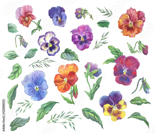 Set of pansies. Watercolor flowers  isolated on white background.