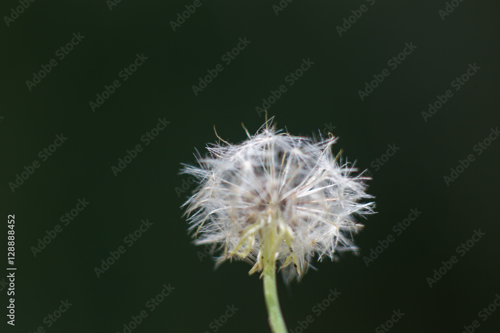 Fototapeta premium Puff #4