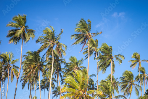 Кокосовые пальмы на фоне Неба.