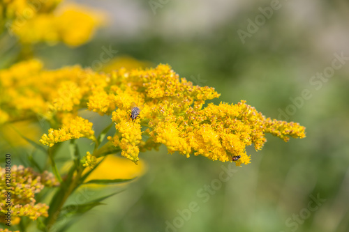 Goldenrod #1