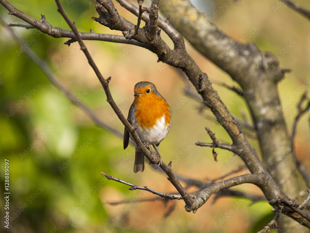 Robin Robin