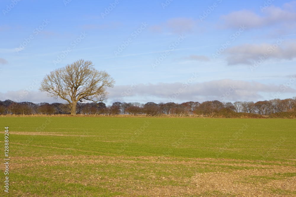 oak tree and wheat