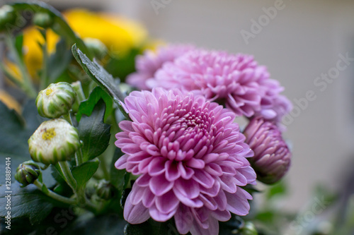 Purple Mum #6