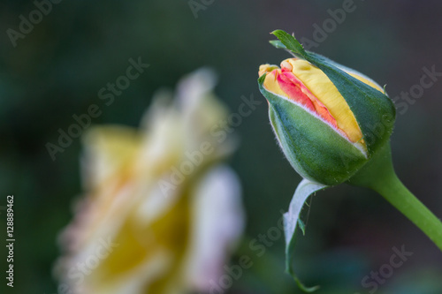 Peach Rose Bud #1