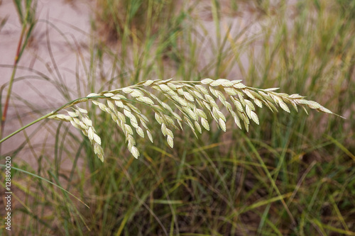 Slika na platnu Close up of beach sea oats