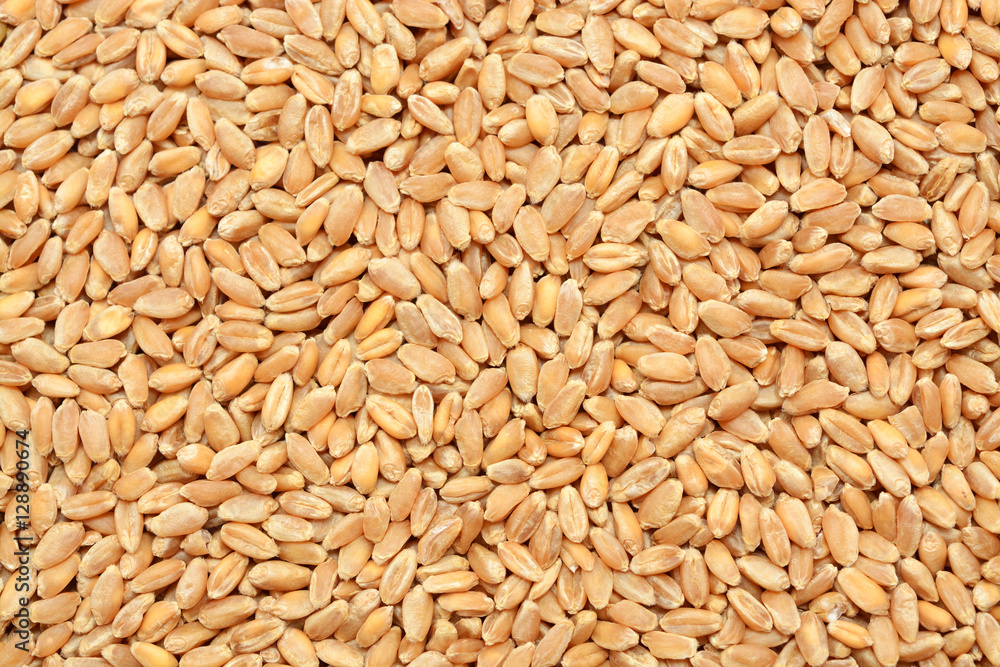 Wheat grain background Wheat grain background