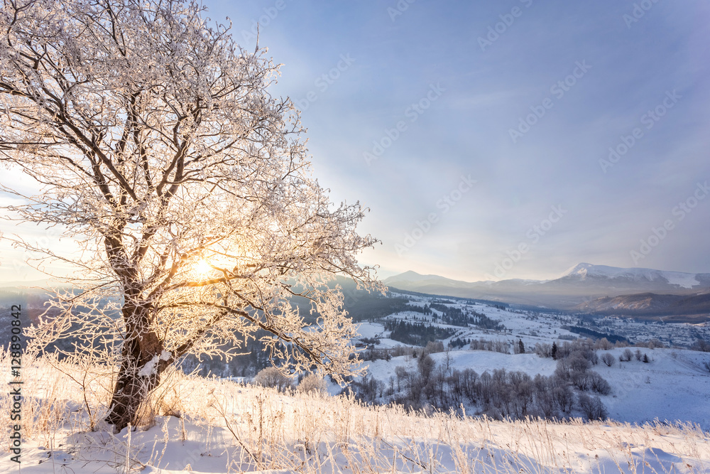 Winter landscape with lots of snow and trees covered with snow Winter landscape with lots of snow and trees covered with snow
