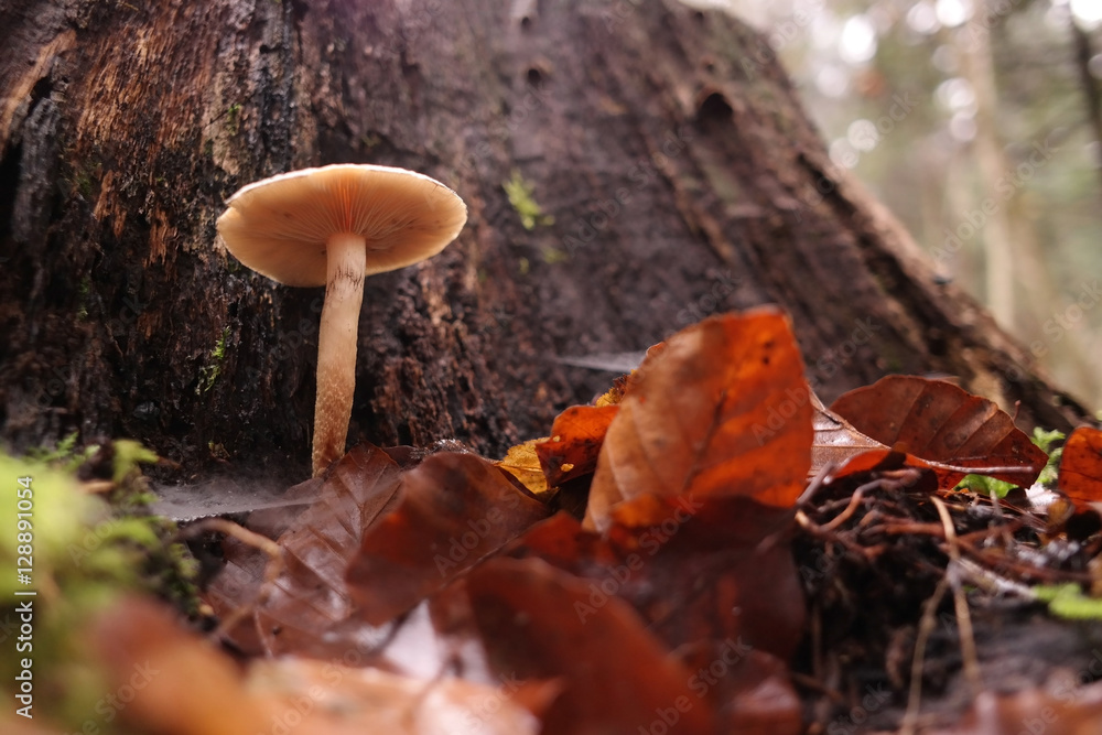 Small mushroom growing near the tree stump Small mushroom growing near the tree stump