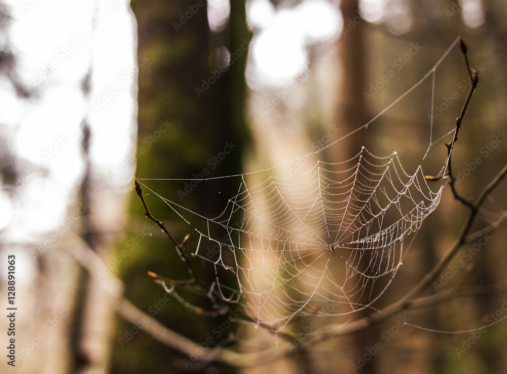 small spider on his web