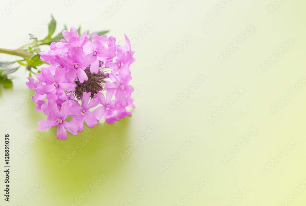 Purple Prairie Verbena flower on gradient green background Purple Prairie Verbena flower on gradient green background