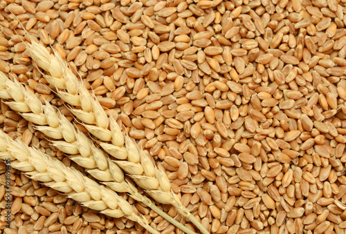 Wheat grain background