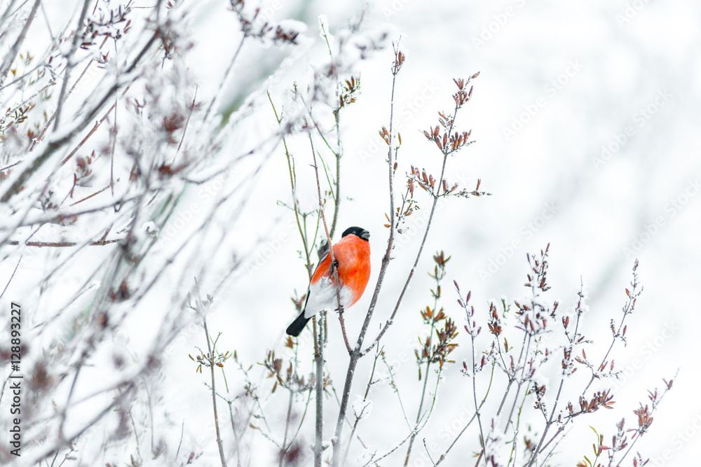 Bullfinch sits on a tree branch Bullfinch sits on a tree branch