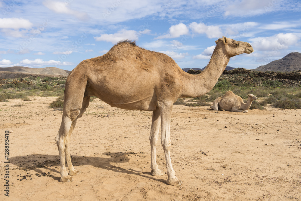 Two Arabian camels in the wildlife, one standing second lying in Two Arabian camels in the wildlife, one standing second lying in