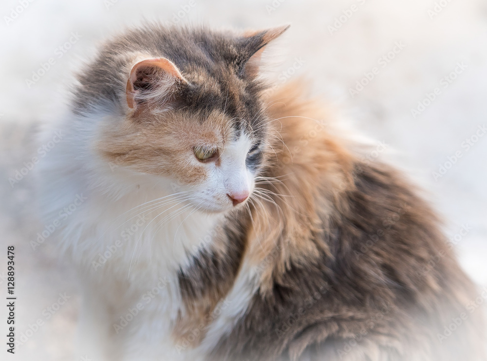 Brown blonde cat standing and looking .White vignette Brown blonde cat standing and looking .White vignette