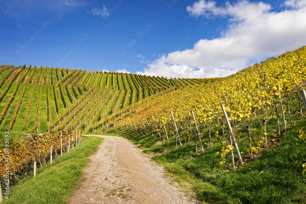 Path through vineyard landscape