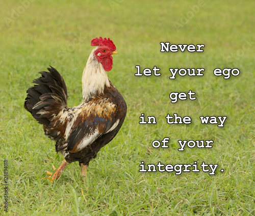 Never let your ego get in the way of your integrity - text with an image of a cocky rooster in green grass photo