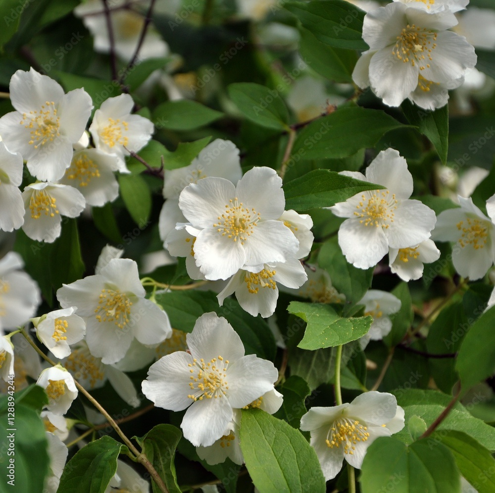 Jasmine blossoms Jasmine blossoms