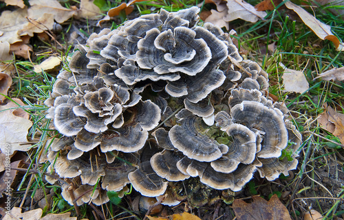 Mushroom Grifola frondosa photo