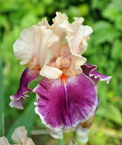 iris flower