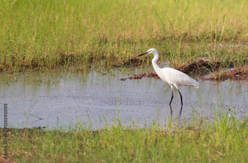 Obraz premium white asian egret find some fish in pond, free copy space for te