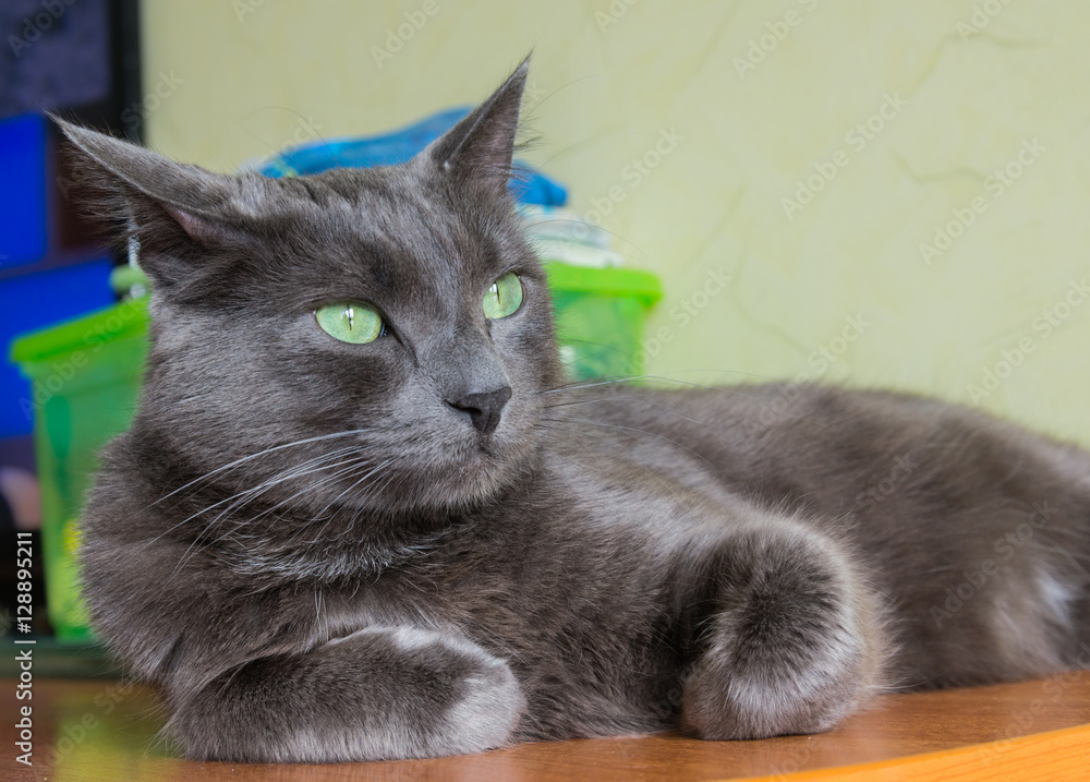 The green-eyed grey cat lying and looking The green-eyed grey cat lying and looking
