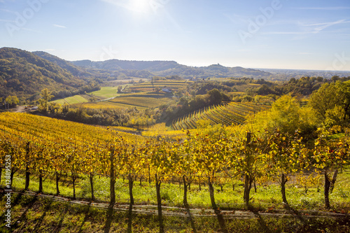 Vineyard in autumn in Collio region  Italy