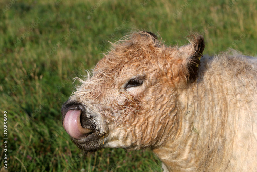 Galloway-Rind mit ausgestreckter Zunge