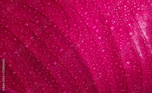 leaf background with water drops photo