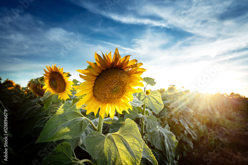 Agriculutural plant , sunflower photo