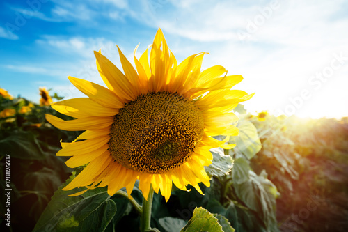 Agriculutural plant , sunflower photo