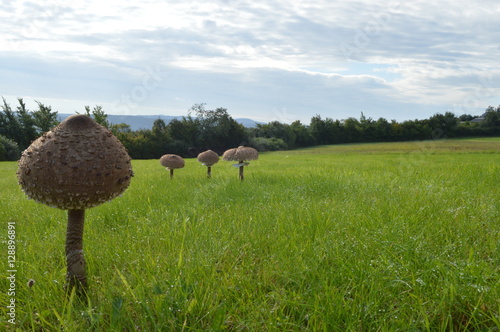 Foto to go on a mushroom foray