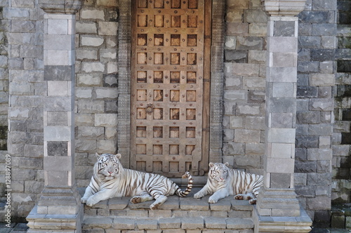 Tigre blanc