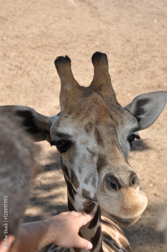 tête de girafe