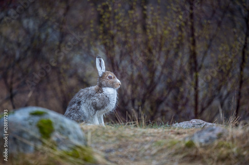 Arctic Hare from Norway photo