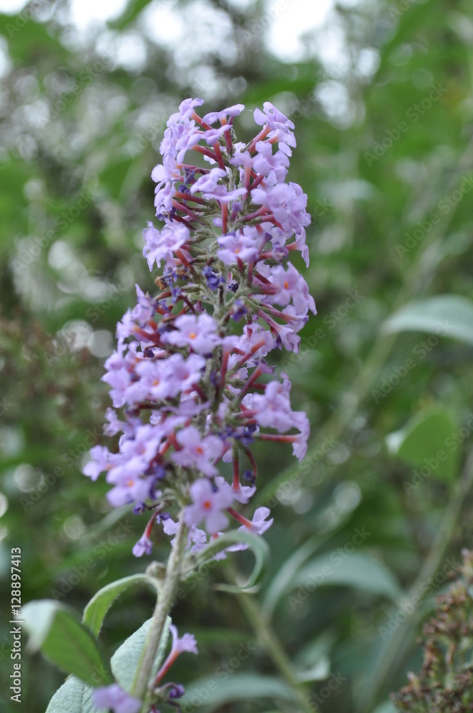 Obraz premium Fleur mauve