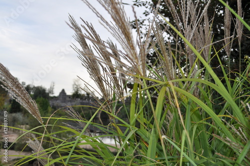 Riz