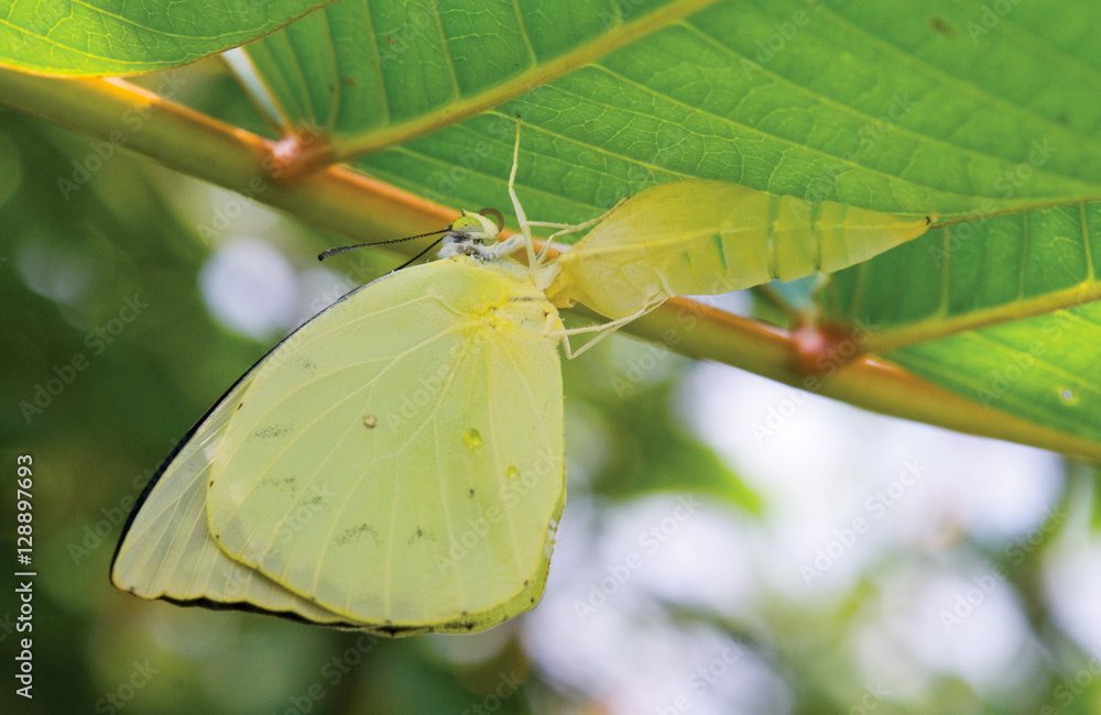 The yellow butterfly appears from a cocoon. The yellow butterfly appears from a cocoon.