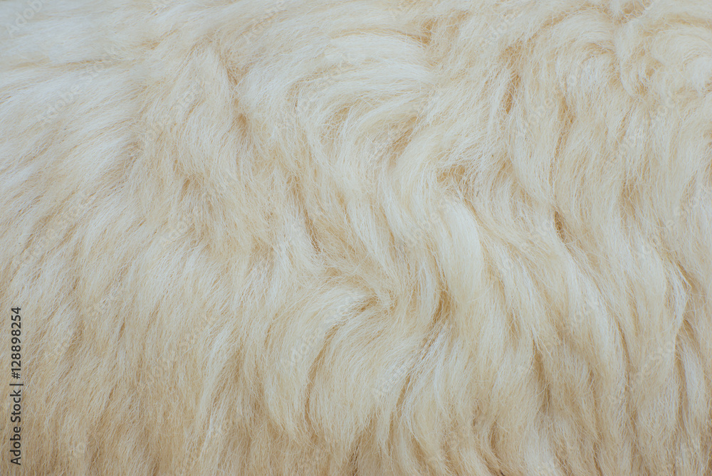 Sheep fur background or texture Sheep fur background or texture