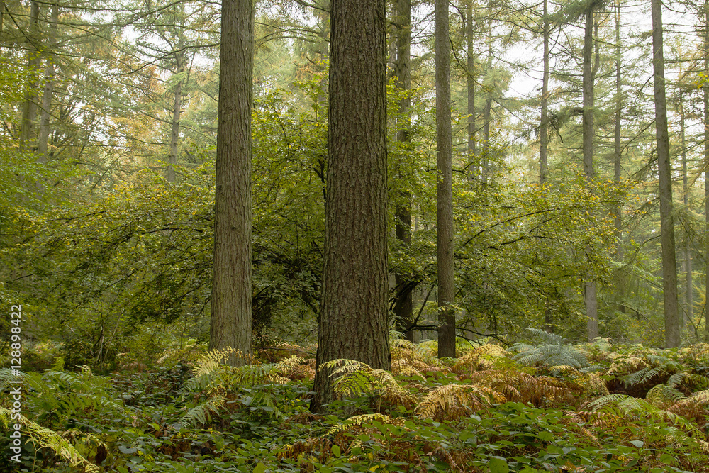Obraz premium forest in autumn