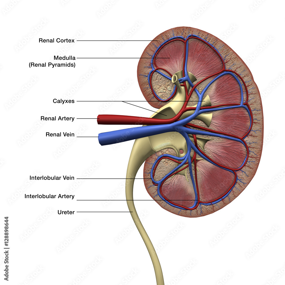 Draw a neat labelled diagram of longitudinal section of Kidney. - Sarthaks  eConnect | Largest Online Education Community