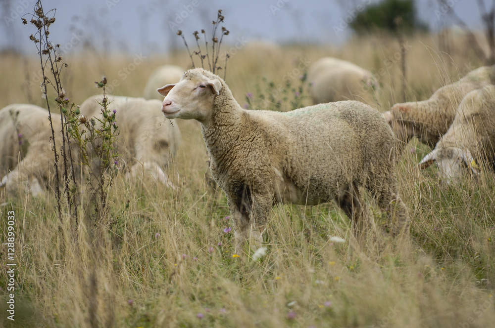 Obraz premium Sheep in nature on meadow. Farming outdoor.