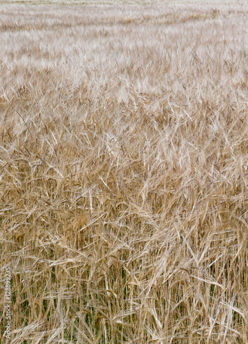 Field of Barley. Flevopolder Netherlands. 