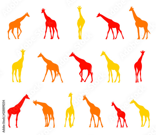 Silhouettes of giraffes.