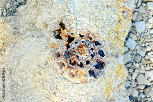 Ammonite fossils in limestone